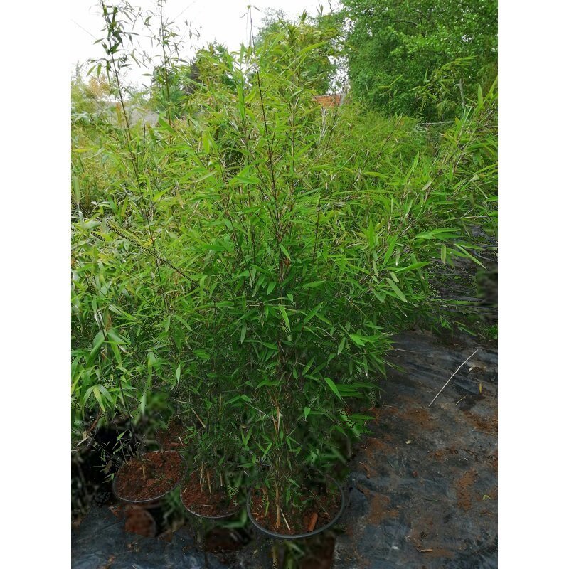Fargesia Nitida 'black Pearl' - - Nicht-invasiver Bambus 60-100cm kaufen